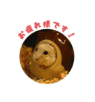 ぼくたちハムスター（個別スタンプ：5）