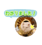 ぼくたちハムスター（個別スタンプ：6）