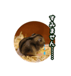 ぼくたちハムスター（個別スタンプ：7）