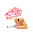 ぼくたちハムスター（個別スタンプ：8）