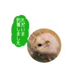 ぼくたちハムスター（個別スタンプ：12）