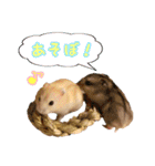 ぼくたちハムスター（個別スタンプ：14）