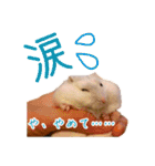 ぼくたちハムスター（個別スタンプ：16）