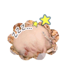 ぼくたちハムスター（個別スタンプ：20）