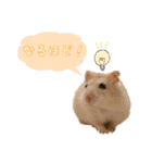 ぼくたちハムスター（個別スタンプ：21）