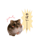 ぼくたちハムスター（個別スタンプ：22）