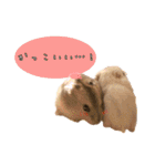 ぼくたちハムスター（個別スタンプ：23）