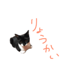 大好きなワンちゃんネコちゃん（個別スタンプ：1）