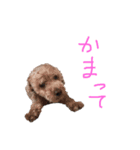 大好きなワンちゃんネコちゃん（個別スタンプ：4）