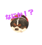 キャバリア犬 まる（個別スタンプ：1）