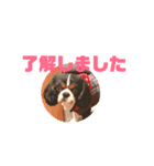 キャバリア犬 まる（個別スタンプ：2）