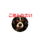 キャバリア犬 まる（個別スタンプ：3）