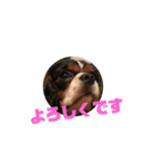 キャバリア犬 まる（個別スタンプ：4）