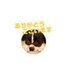 キャバリア犬 まる（個別スタンプ：5）