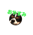 キャバリア犬 まる（個別スタンプ：6）