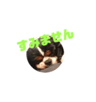 キャバリア犬 まる（個別スタンプ：7）