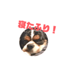 キャバリア犬 まる（個別スタンプ：8）
