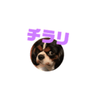 キャバリア犬 まる（個別スタンプ：9）