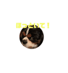 キャバリア犬 まる（個別スタンプ：11）