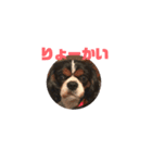 キャバリア犬 まる（個別スタンプ：12）