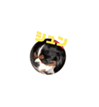キャバリア犬 まる（個別スタンプ：13）