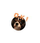キャバリア犬 まる（個別スタンプ：14）
