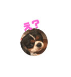 キャバリア犬 まる（個別スタンプ：15）