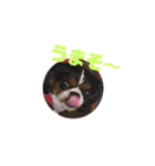 キャバリア犬 まる（個別スタンプ：16）