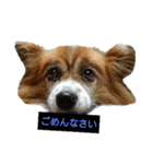 ミモたんスタンプ（個別スタンプ：1）