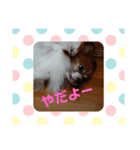 ミモたんスタンプ（個別スタンプ：8）