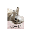 ココちゃんと野菜（個別スタンプ：14）
