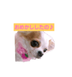 チワワの陽ちゃん（個別スタンプ：1）