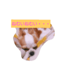 チワワの陽ちゃん（個別スタンプ：4）
