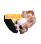 チワワの陽ちゃん（個別スタンプ：6）