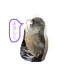 ちょぼたん（個別スタンプ：1）