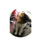 ねこにゃん☆（個別スタンプ：1）