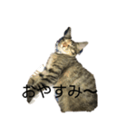 ねこにゃん☆（個別スタンプ：2）