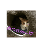 ねこにゃん☆（個別スタンプ：3）