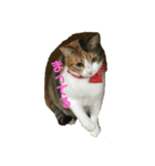 ねこにゃん☆（個別スタンプ：4）