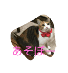 ねこにゃん☆（個別スタンプ：5）