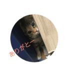 ねこにゃん☆（個別スタンプ：8）