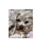 たれみみヨーキーの毎日すたんぷ（個別スタンプ：2）