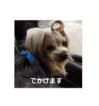 たれみみヨーキーの毎日すたんぷ（個別スタンプ：3）