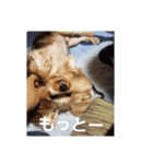 たれみみヨーキーの毎日すたんぷ（個別スタンプ：4）