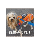 たれみみヨーキーの毎日すたんぷ（個別スタンプ：6）