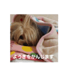たれみみヨーキーの毎日すたんぷ（個別スタンプ：7）