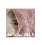 たれみみヨーキーの毎日すたんぷ（個別スタンプ：8）