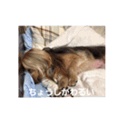 たれみみヨーキーの毎日すたんぷ（個別スタンプ：9）