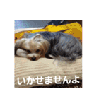 たれみみヨーキーの毎日すたんぷ（個別スタンプ：10）