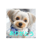 たれみみヨーキーの毎日すたんぷ（個別スタンプ：11）
